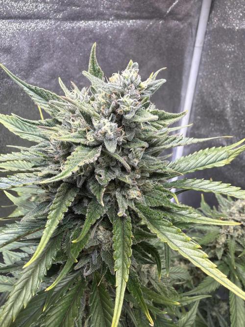 FastBuds Seedtest Apricot💪🏽. Week 9 - Tag 60