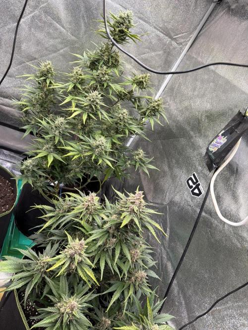 FastBuds Seedtest Apricot💪🏽. Week 9 - Tag 60