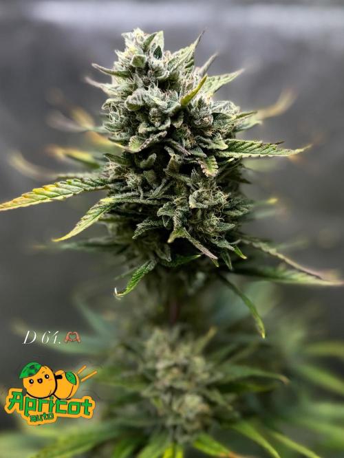 FastBuds Seedtest Apricot💪🏽. Week 9