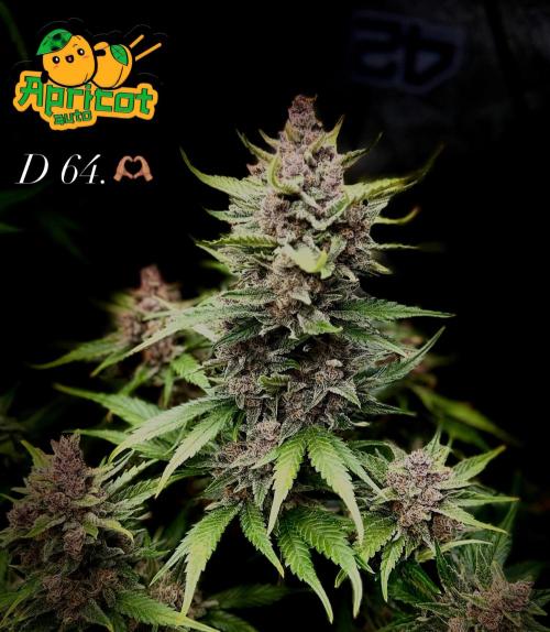 FastBuds Seedtest Apricot💪🏽. Week 9
