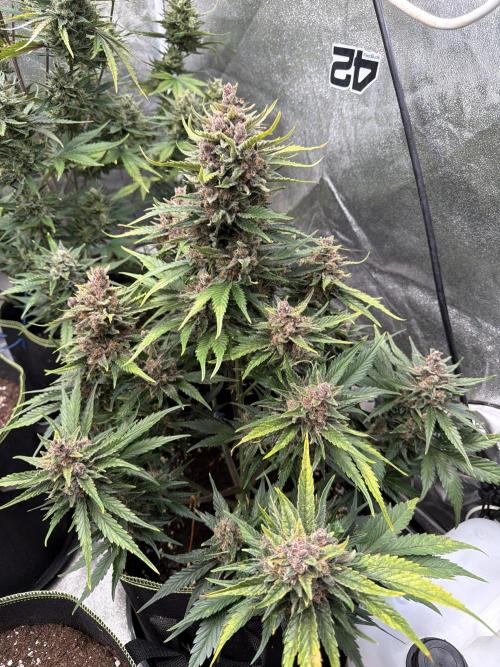 FastBuds Seedtest Apricot💪🏽. Week 10