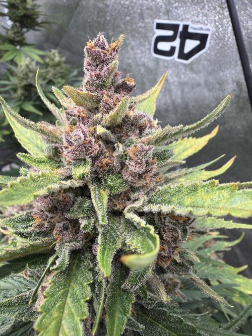 FastBuds Seedtest Apricot💪🏽. Week 10