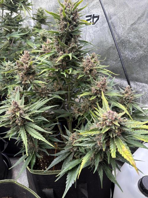 FastBuds Seedtest Apricot💪🏽. Week 10