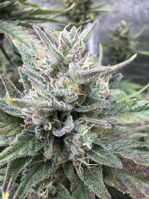 FastBuds Seedtest Apricot💪🏽. Week 10