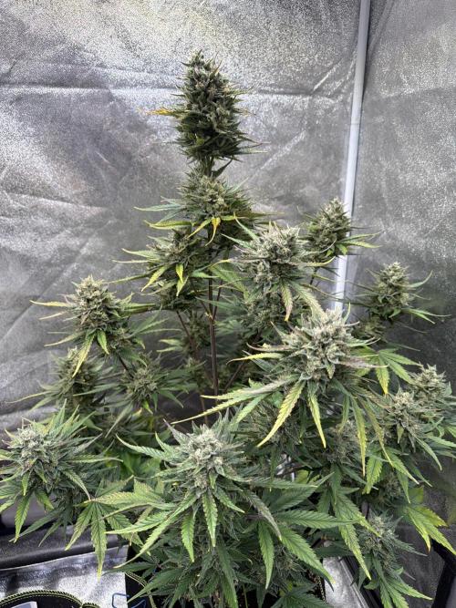 FastBuds Seedtest Apricot💪🏽. Week 10