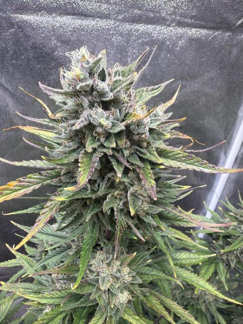 FastBuds Seedtest Apricot💪🏽. Week 10