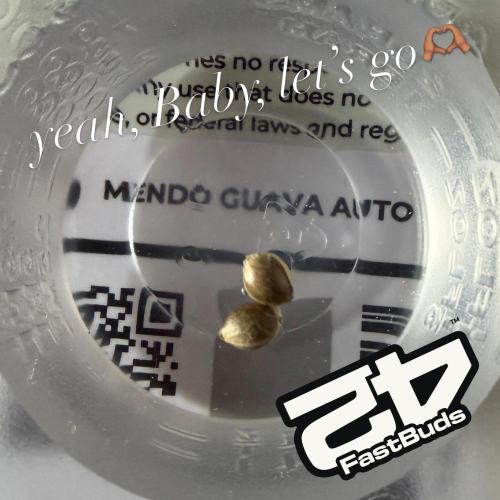42FastBuds MendoGuavaAuto. Week 0