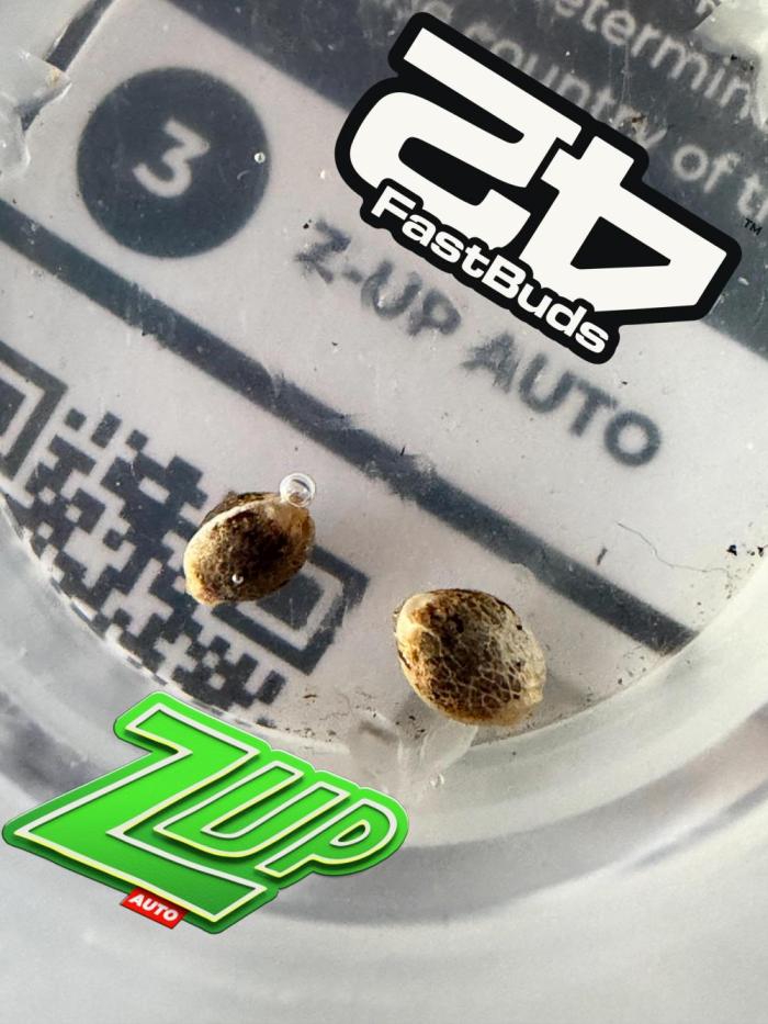 420 Fast Buds Z-Up Auto. Week 0 - 😜