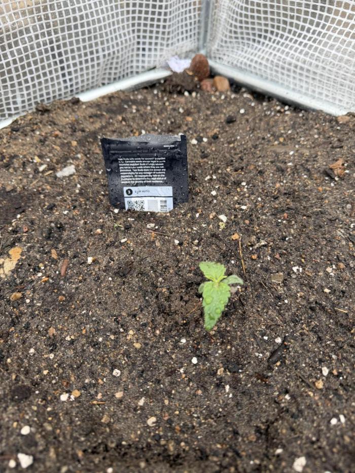 420 Fast Buds Z-Up Auto. Week 1 - Tag 6.