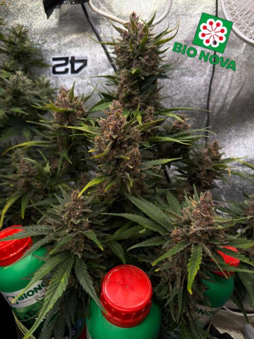 FastBuds Seedtest Apricot💪🏽. Week 10