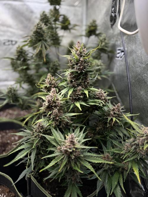 FastBuds Seedtest Apricot💪🏽. Week 10