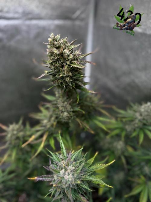 FastBuds Seedtest Apricot💪🏽. Week 10