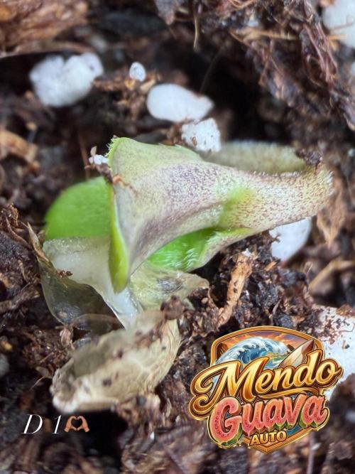 42FastBuds MendoGuavaAuto. Week 0