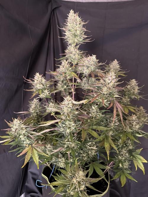 FastBuds Seedtest Apricot💪🏽. Week 11