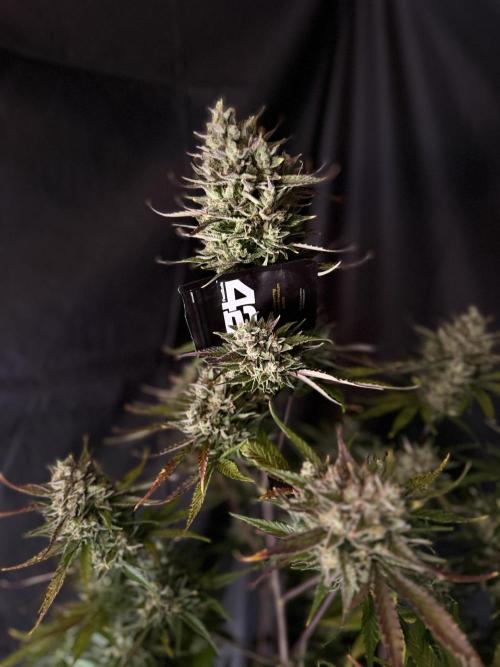 FastBuds Seedtest Apricot💪🏽. Week 11