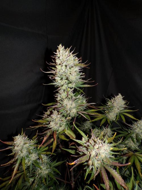 FastBuds Seedtest Apricot💪🏽. Week 11