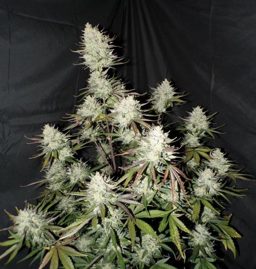 FastBuds Seedtest Apricot💪🏽. Week 11