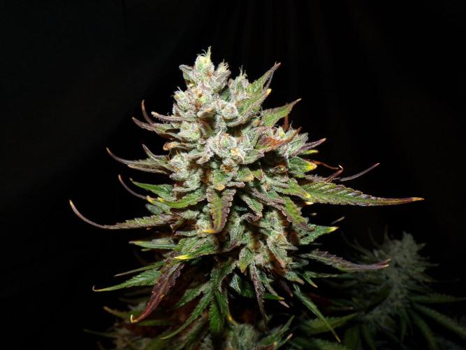 FastBuds Seedtest Apricot💪🏽. Week 11