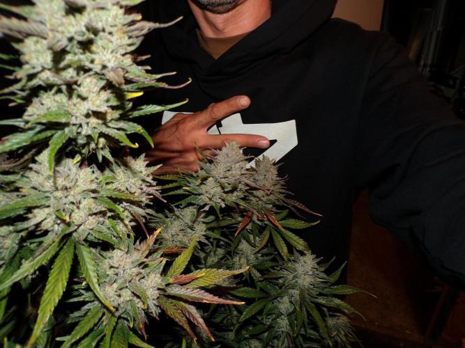 FastBuds Seedtest Apricot💪🏽. Week 11