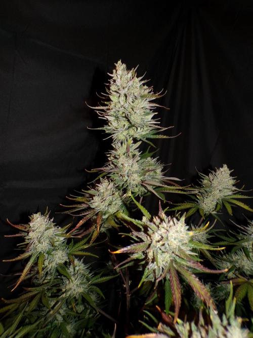 FastBuds Seedtest Apricot💪🏽. Week 11