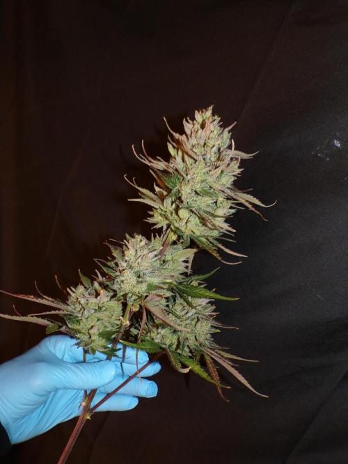 FastBuds Seedtest Apricot💪🏽. Week 11