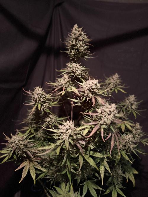FastBuds Seedtest Apricot💪🏽. Week 11