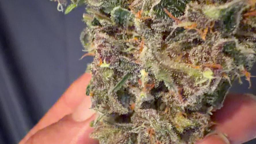 FastBuds Seedtest Apricot💪🏽