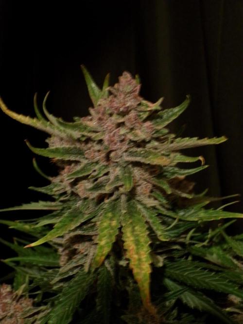 FastBuds Seedtest Apricot💪🏽. Week 11