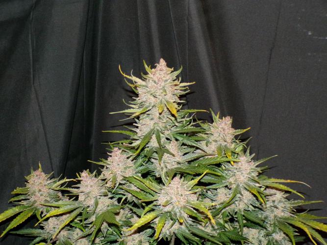 FastBuds Seedtest Apricot💪🏽. Week 11