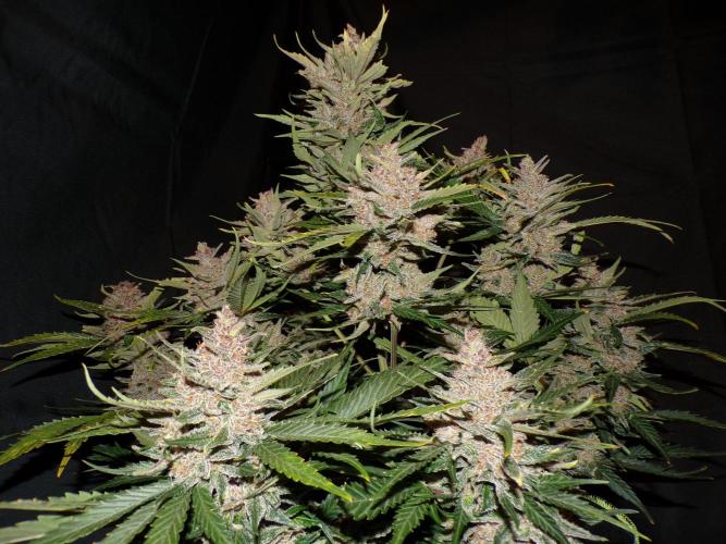 FastBuds Seedtest Apricot💪🏽. Week 11