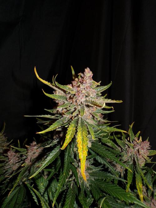 FastBuds Seedtest Apricot💪🏽. Week 11