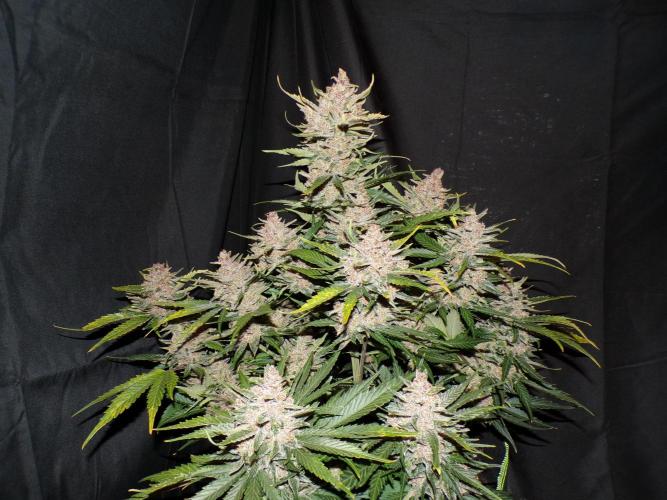 FastBuds Seedtest Apricot💪🏽. Week 11