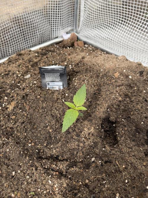 420 Fast Buds Z-Up Auto. Week 2 - Tag10