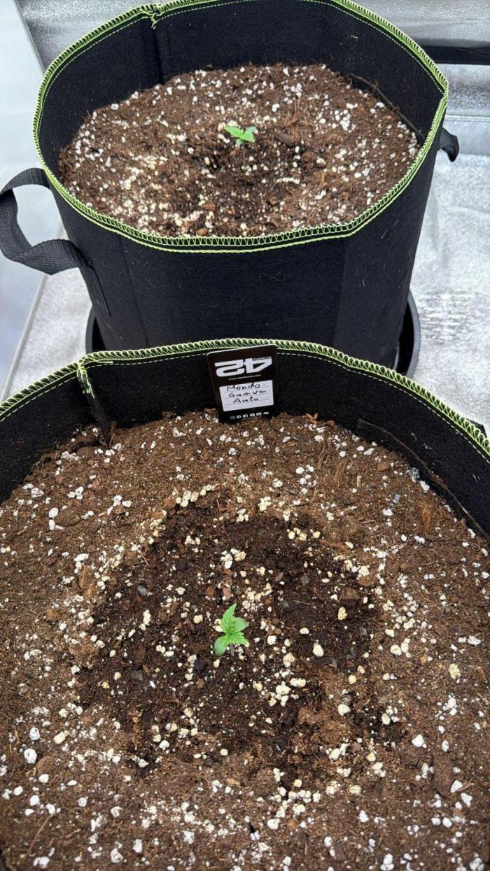 42FastBuds MendoGuavaAuto. Week 1 - Tag 5.