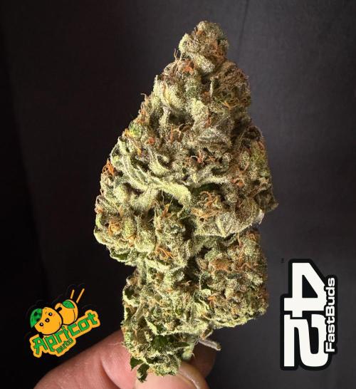 FastBuds Seedtest Apricot💪🏽. Week 11