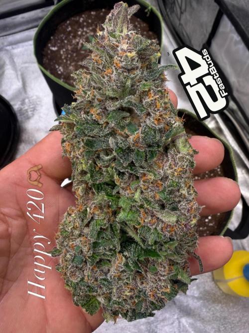 FastBuds Seedtest Apricot💪🏽. Week 11