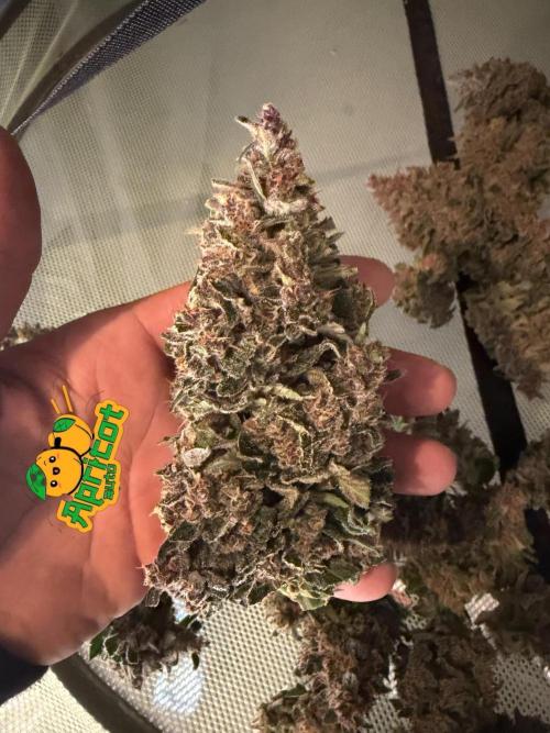 FastBuds Seedtest Apricot💪🏽. Week 11