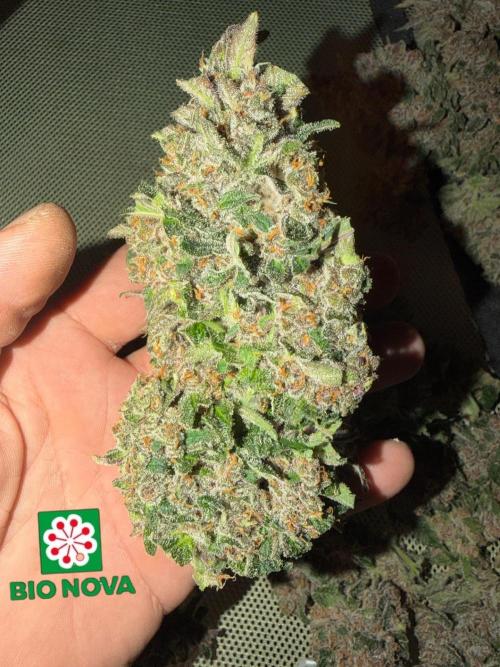FastBuds Seedtest Apricot💪🏽. Week 11