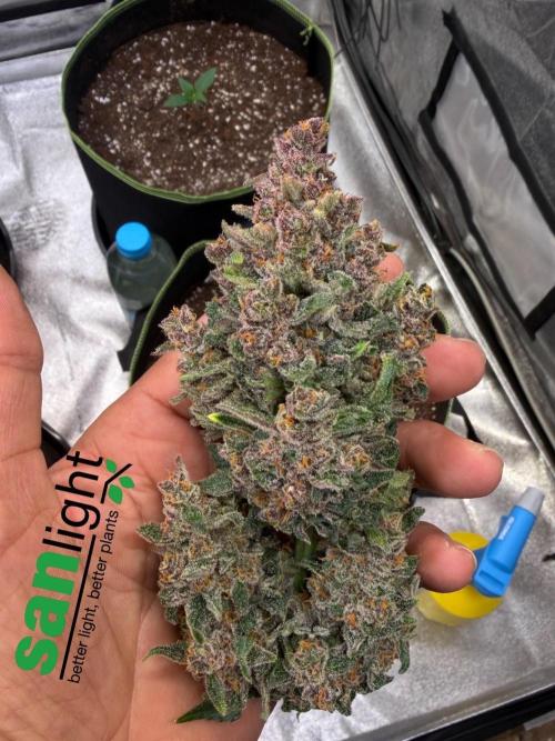 FastBuds Seedtest Apricot💪🏽. Week 11