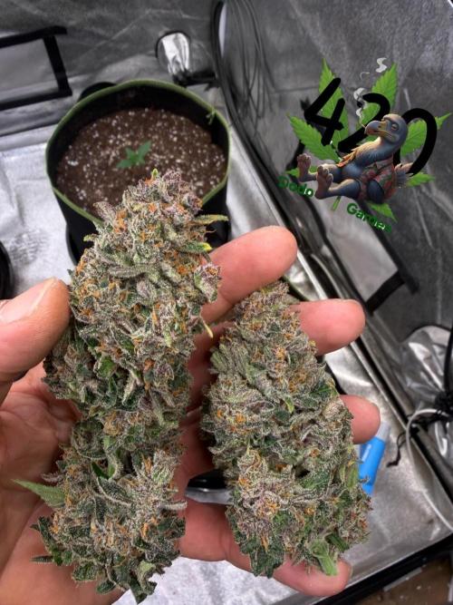 FastBuds Seedtest Apricot💪🏽. Week 11