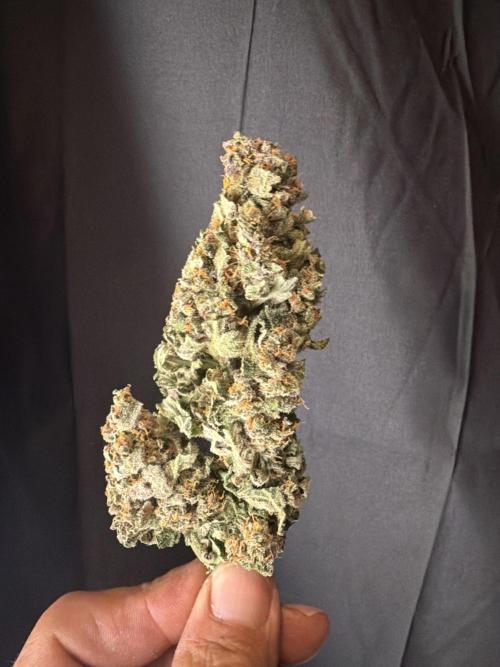 FastBuds Seedtest Apricot💪🏽. Week 11