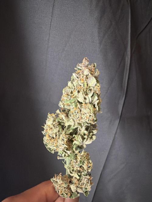 FastBuds Seedtest Apricot💪🏽. Week 11