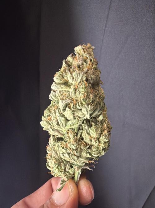 FastBuds Seedtest Apricot💪🏽. Week 11