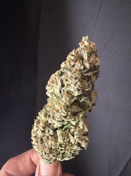 FastBuds Seedtest Apricot💪🏽. Week 11