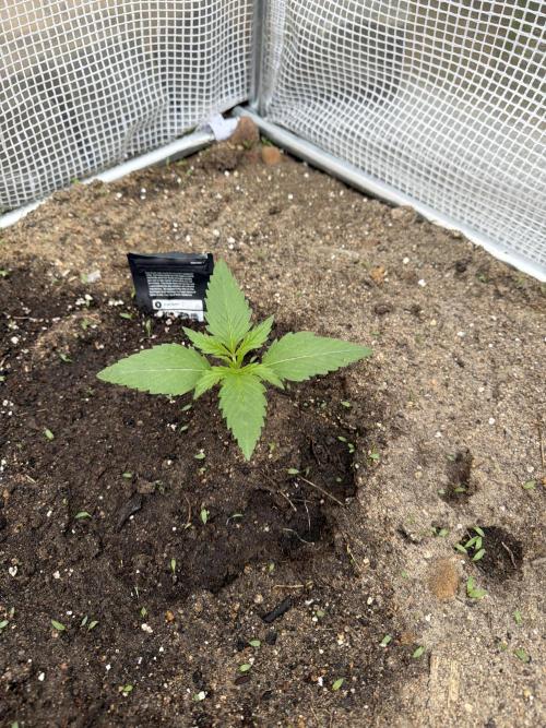 420 Fast Buds Z-Up Auto. Week 2