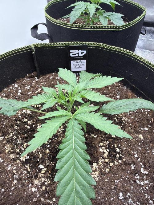 42FastBuds MendoGuavaAuto. Week 2 - D 17