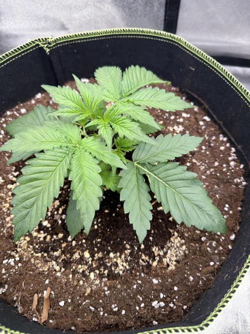 42FastBuds MendoGuavaAuto. Week 2 - D 17