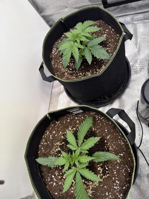 Mendo Guava Auto. Week 2