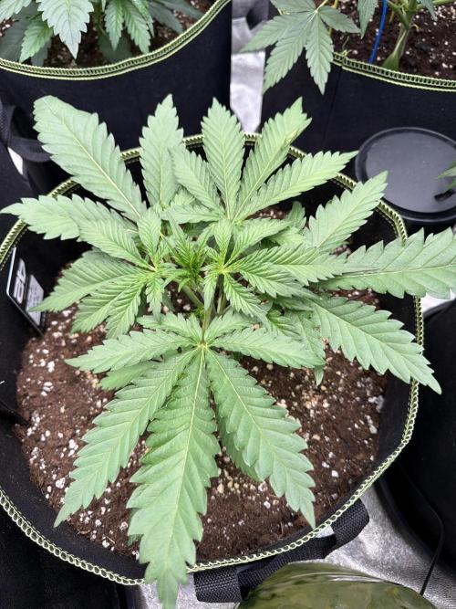 42FastBuds MendoGuavaAuto. Week 3