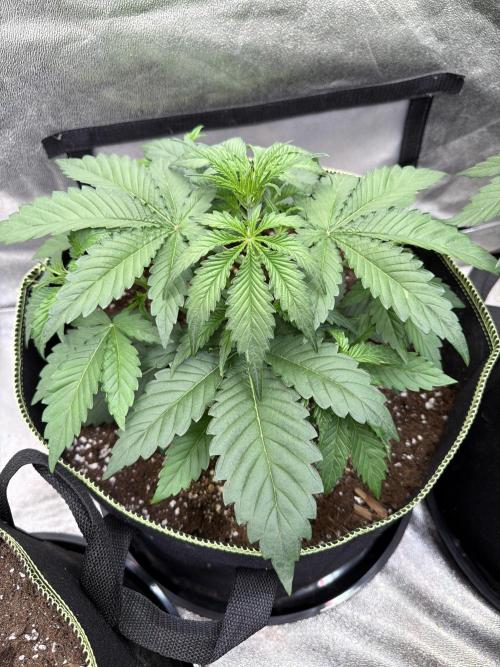 Mendo Guava Auto. Week 3
